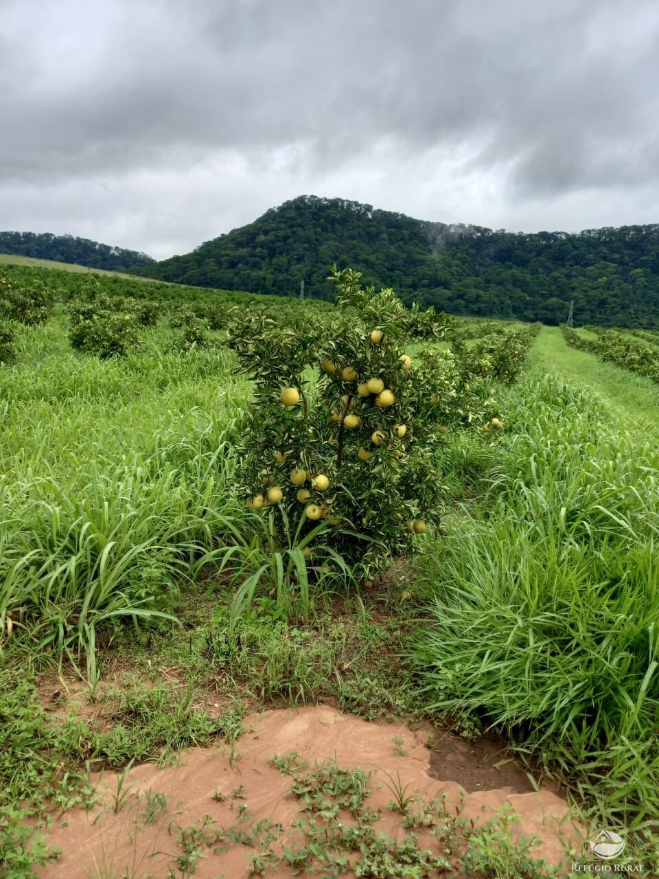 Fazenda à venda com 3 quartos, 4501200m² - Foto 11