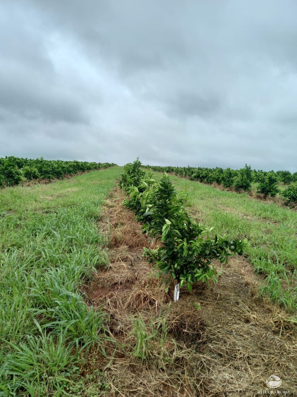 Fazenda à venda com 3 quartos, 4501200m² - Foto 12