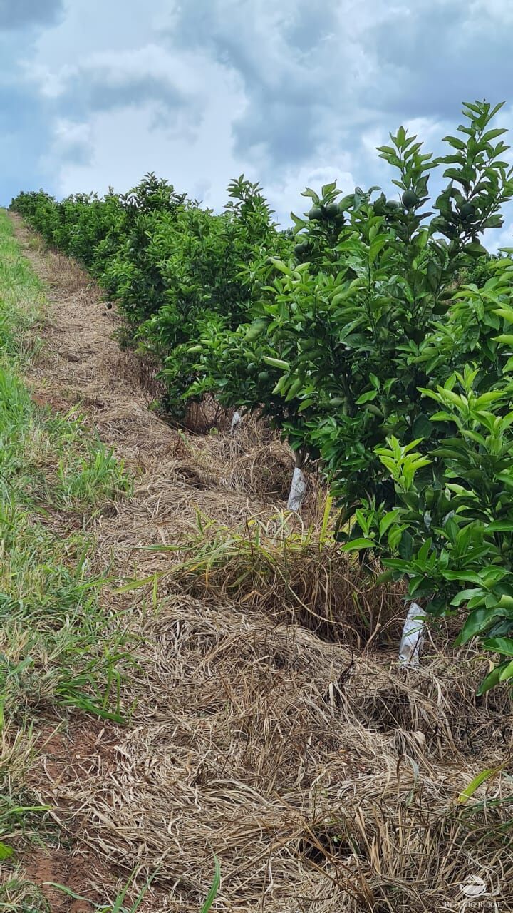 Fazenda à venda com 3 quartos, 4501200m² - Foto 6