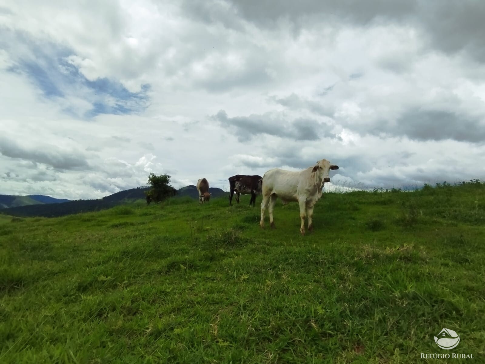 Fazenda à venda com 1 quarto, 10000m² - Foto 14