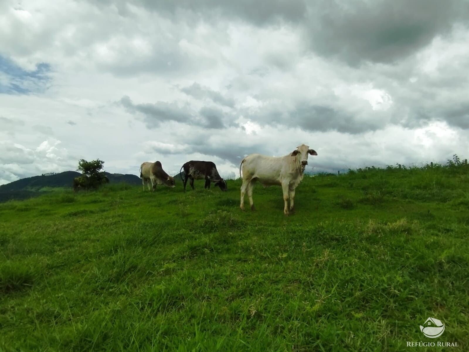 Fazenda à venda com 1 quarto, 10000m² - Foto 13