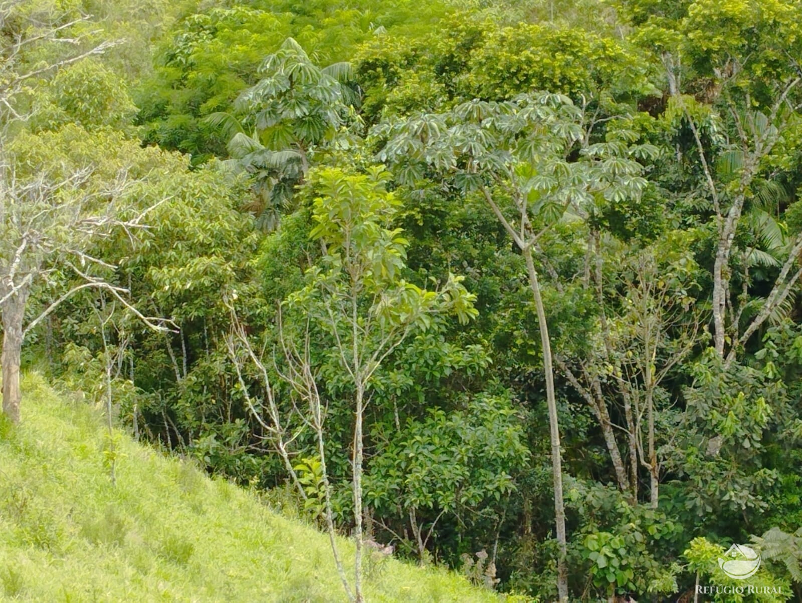 Fazenda à venda com 1 quarto, 10000m² - Foto 10