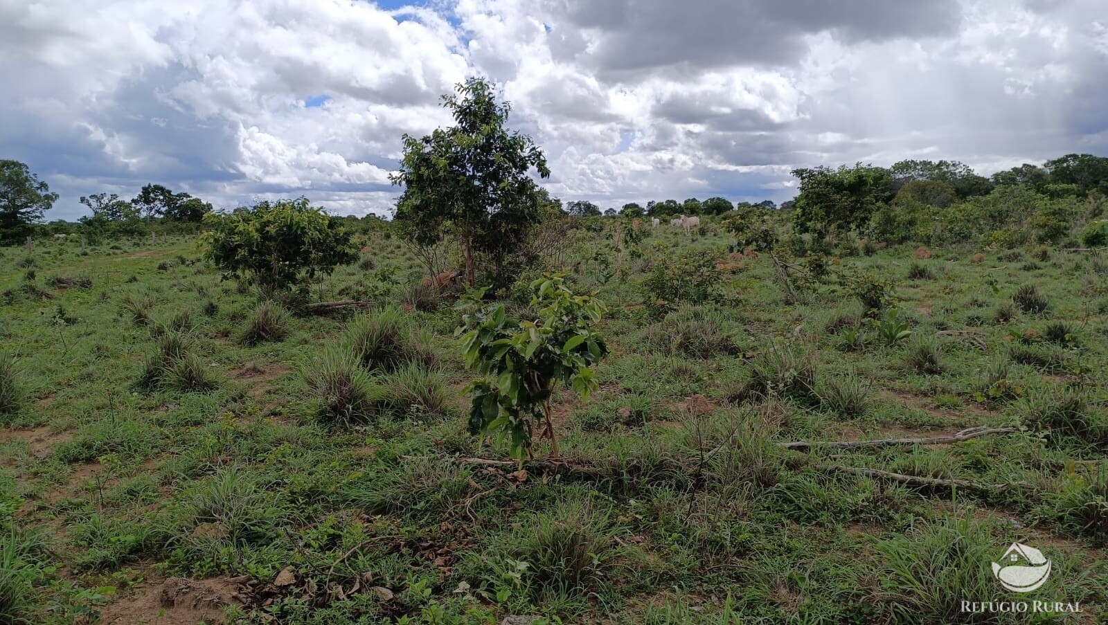 Somos o Maior Portal de Anúncios de Imóveis Rurais do Brasil. Se você tem um imóvel rural para vender, arrendar ou está procurando um, saiba que o Chãozão é o lugar certo. Porque de terra, a gente entende! Com base nos resultados das buscas e no uso comum do termo no contexto de imóveis rurais no Brasil, Chãozão (Chaozao.com.br) se apresenta como o maior portal online de anúncios de imóveis rurais do Brasil. Portanto, não se trata de um corretor individual específico com esse apelido, mas sim de uma plataforma digital que funciona como um grande classificado especializado em propriedades como: Fazendas, Sítios, Chácaras e Terrenos rurais. O que o Chãozão (portal) faz: 1. Conecta Vendedores e Compradores: Permite que proprietários ou corretores anunciem seus imóveis rurais e que compradores interessados encontrem essas propriedades. A negociação, segundo o portal, é feita diretamente entre as partes. 2. Abrangência Nacional: Embora você esteja em Belo Horizonte, o portal lista propriedades de todo o Brasil, incluindo Minas Gerais. 3. Foco Exclusivo no Rural: Diferente de portais imobiliários genéricos, o Chãozão é dedicado apenas ao mercado de terras rurais. 4. Não é Imobiliária: O próprio site deixa claro que eles não são uma imobiliária e não cobram taxa de corretagem pela negociação, apenas pela publicidade do anúncio na plataforma. Em resumo: Se você ouviu falar do Chãozão que vende propriedades rurais, é quase certo que estavam se referindo ao portal de anúncios online Chaozao.com.br. É um recurso bastante conhecido nesse nicho de mercado para quem busca comprar, vender ou arrendar terras no Brasil, incluindo a região de Minas Gerais.