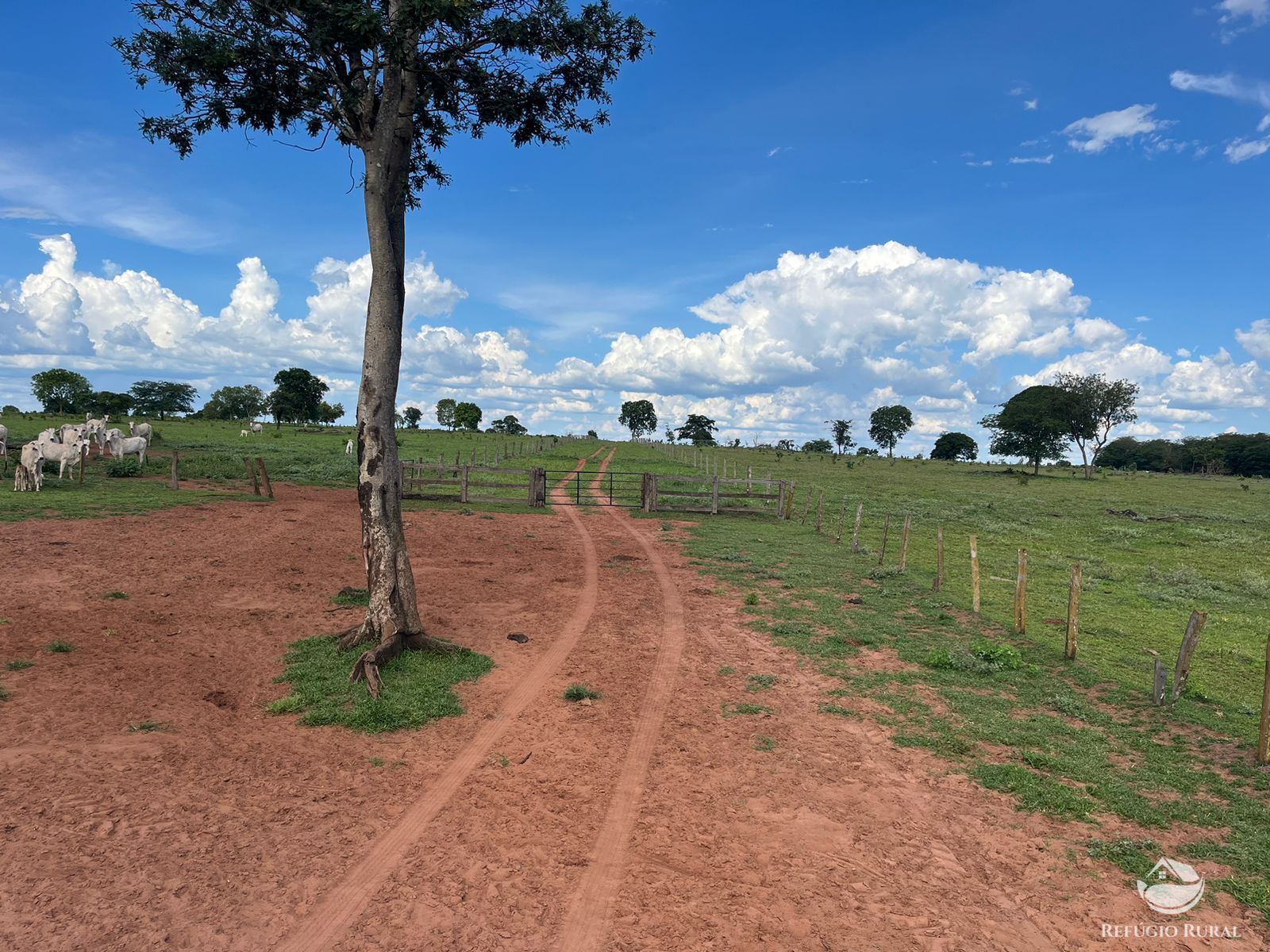 Fazenda em Ribas do Rio Pardo/Mato Grosso do Sul — Ref Q82NR9 — Imagem 11