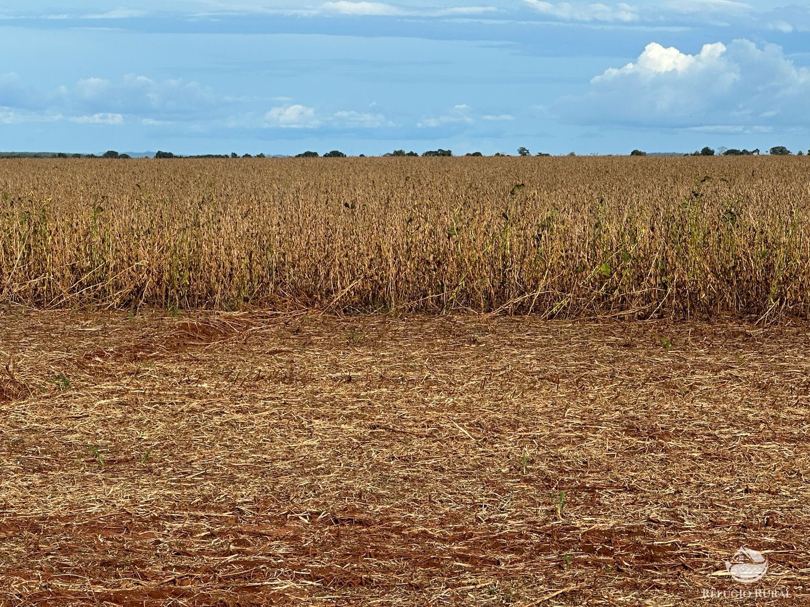 Fazenda à venda com 1 quarto, 14036000m² - Foto 11