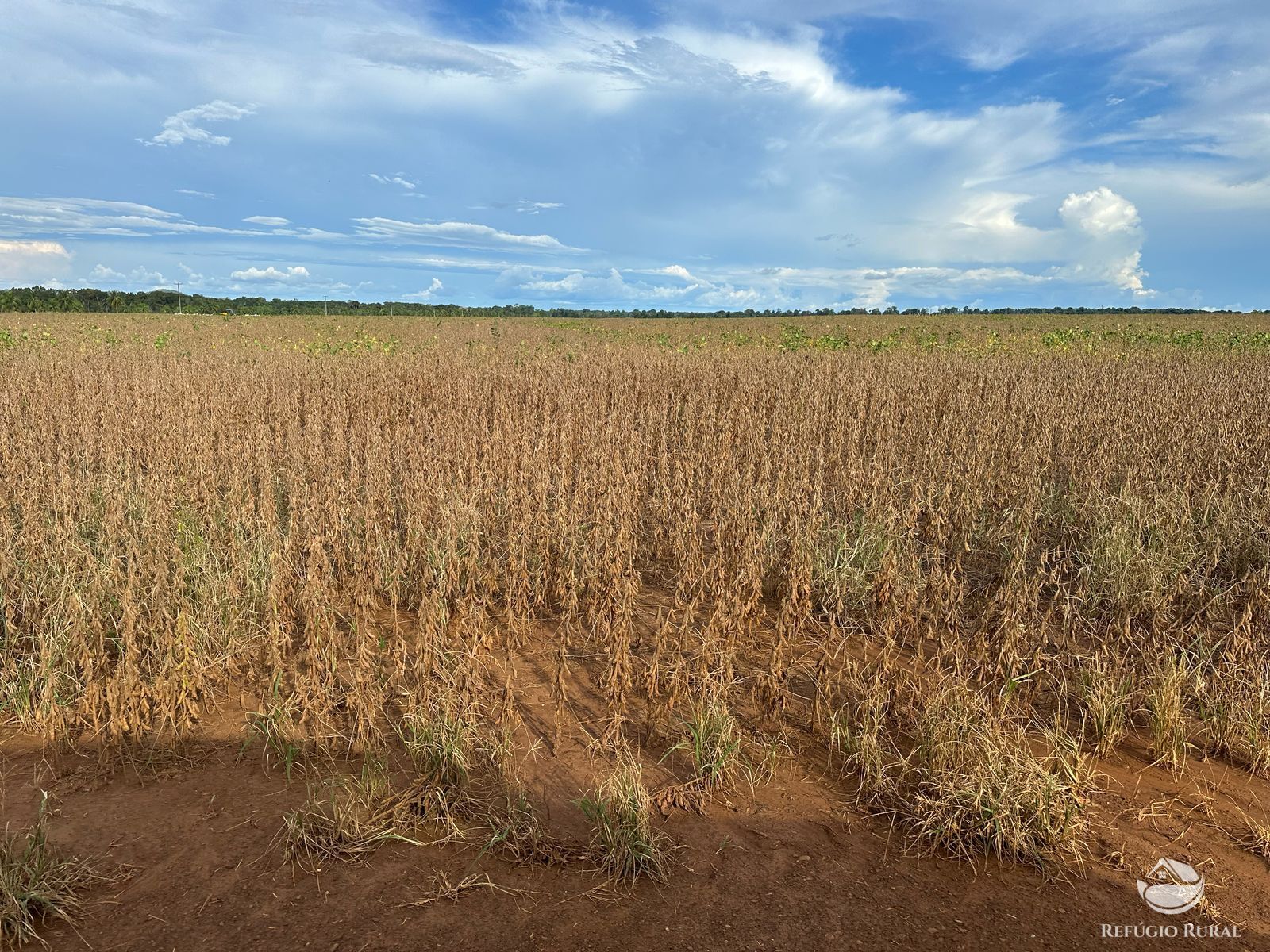 Fazenda à venda com 1 quarto, 14036000m² - Foto 10
