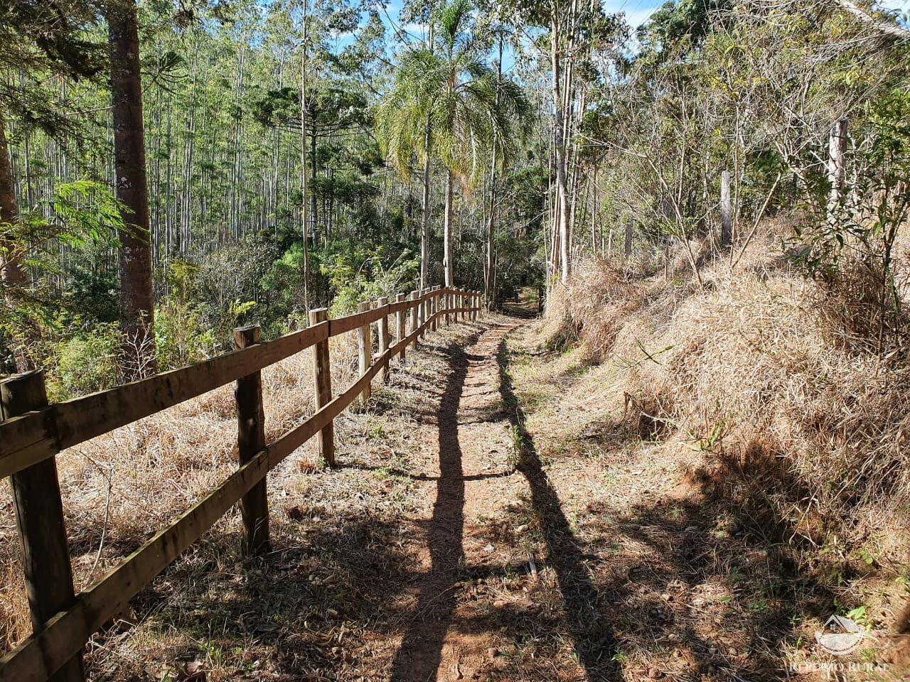 Fazenda à venda com 4 quartos, 455000m² - Foto 6