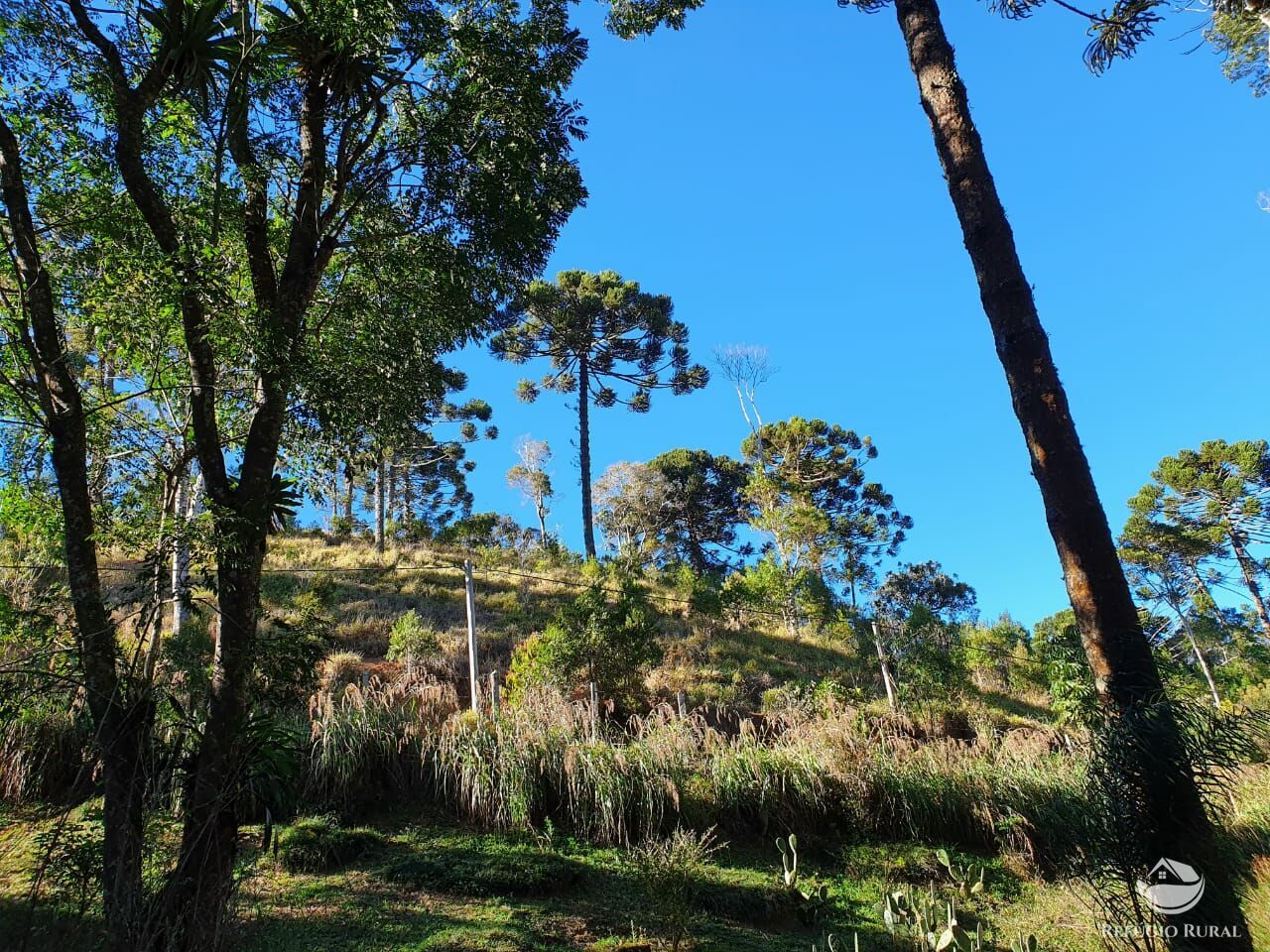 Fazenda à venda com 4 quartos, 455000m² - Foto 10