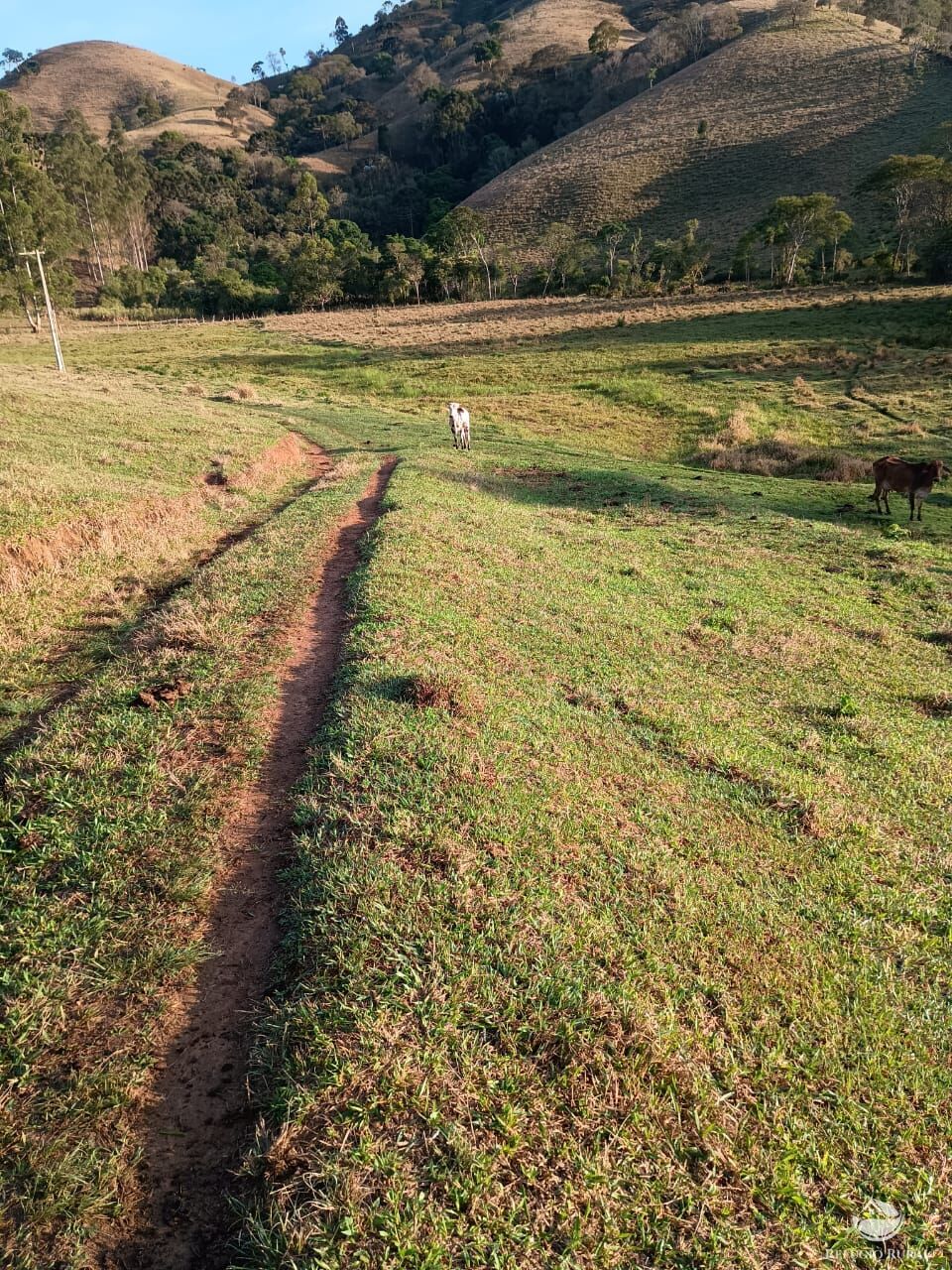 Sítio, 12 hectares - Foto 8