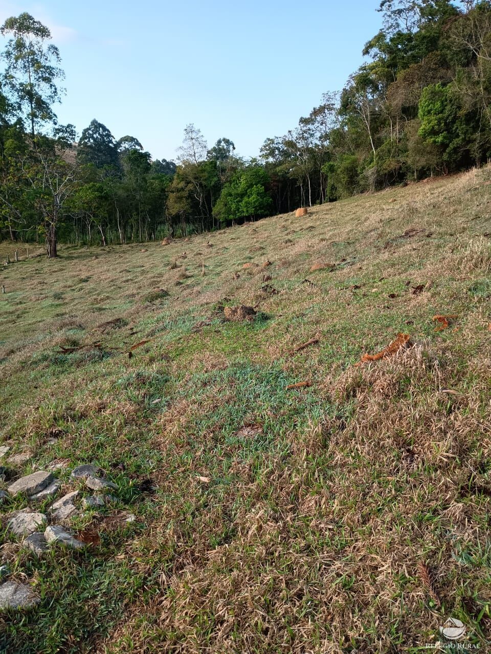 Sítio, 12 hectares - Foto 10