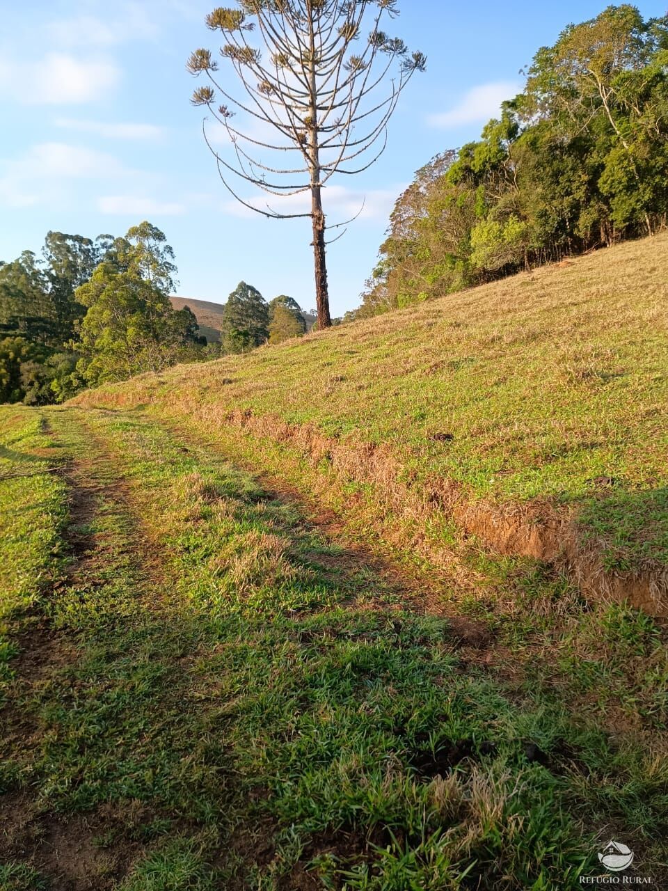 Sítio, 12 hectares - Foto 7