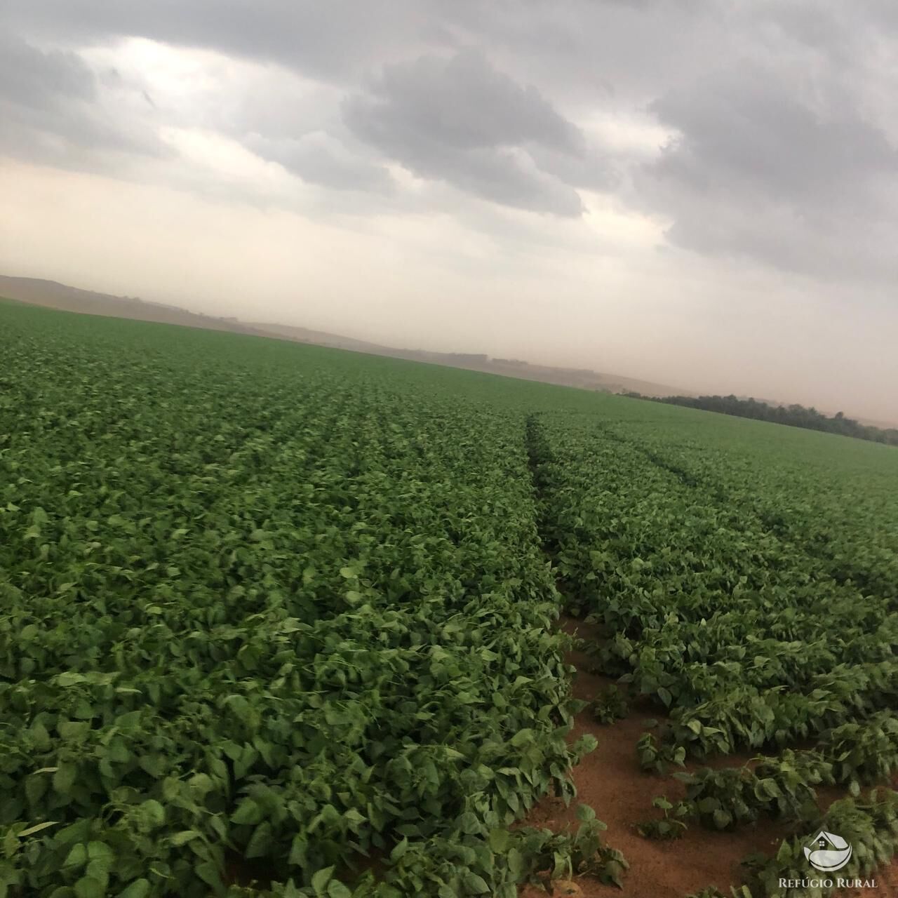 Fazenda, 1694 hectares - Foto 2