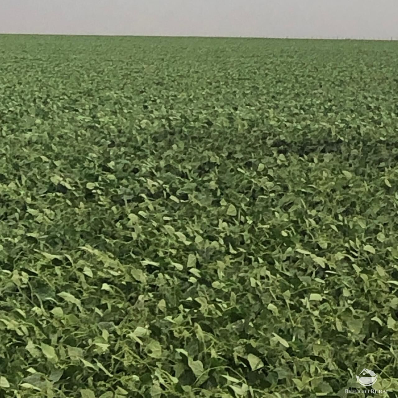 Fazenda, 1694 hectares - Foto 7