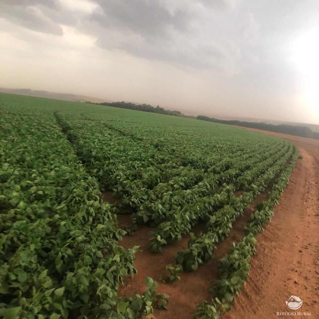 Fazenda, 1694 hectares - Foto 3