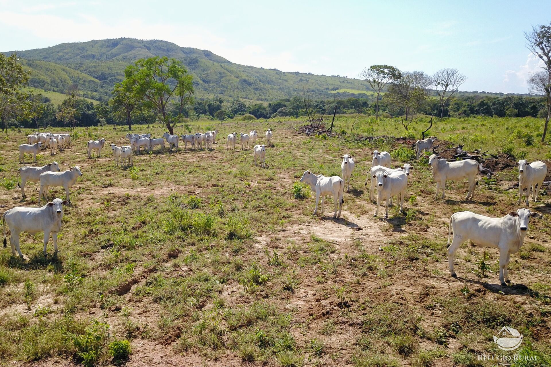 Fazenda à venda com 8 quartos, 15230000m² - Foto 27