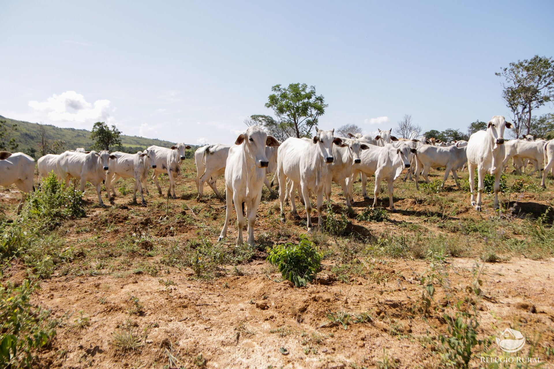 Fazenda à venda com 8 quartos, 15230000m² - Foto 15