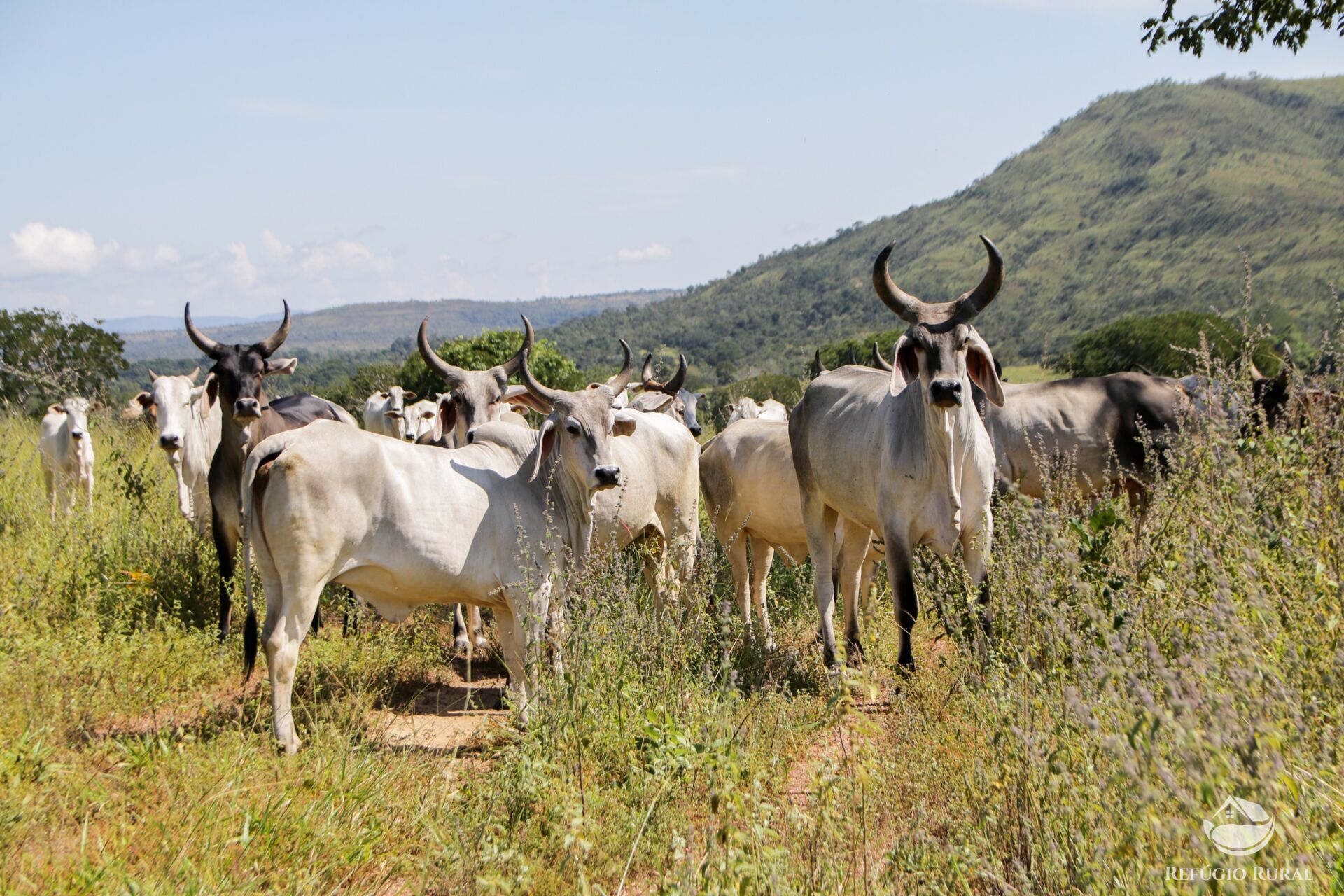 Fazenda à venda com 8 quartos, 15230000m² - Foto 16