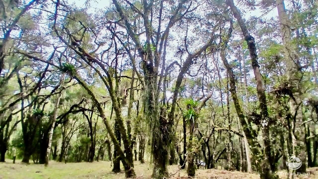 Sítio à venda com 1 quarto, 42400m² - Foto 2