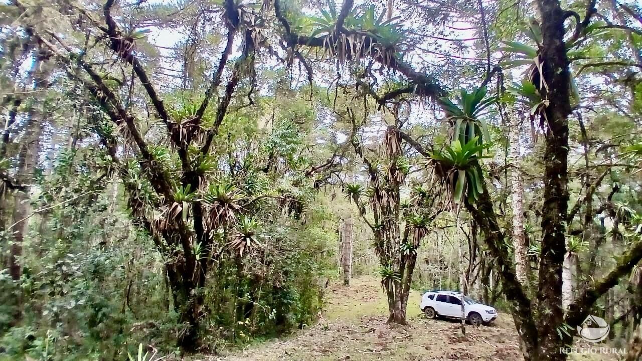 Sítio à venda com 1 quarto, 42400m² - Foto 5
