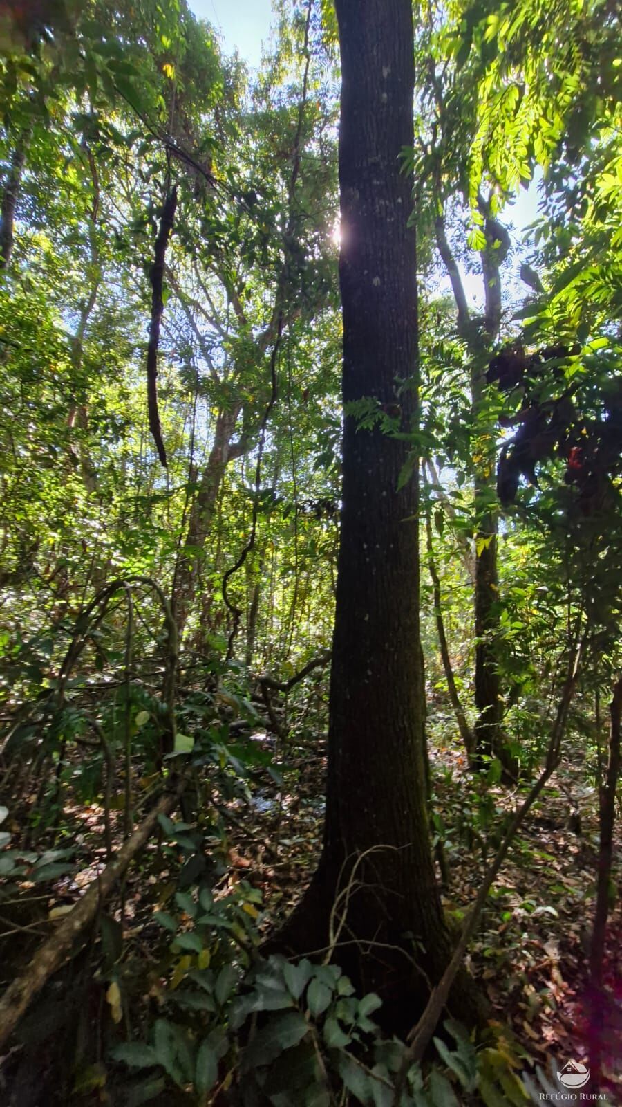 Fazenda à venda com 4 quartos, 822800m² - Foto 28