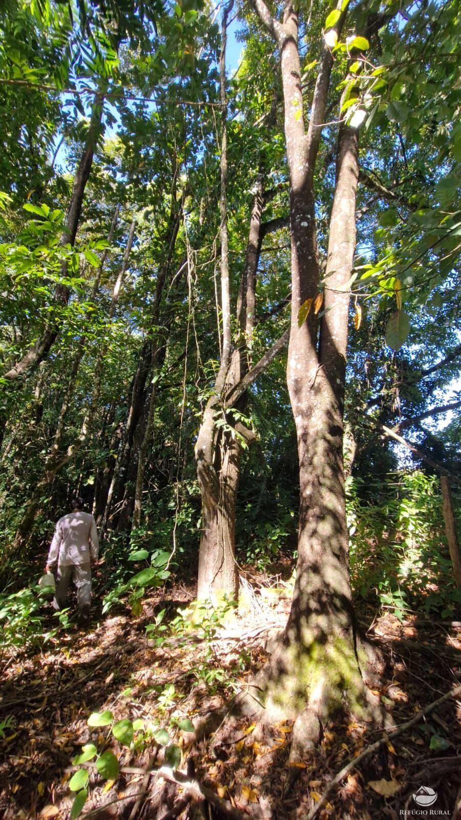 Fazenda à venda com 4 quartos, 822800m² - Foto 24