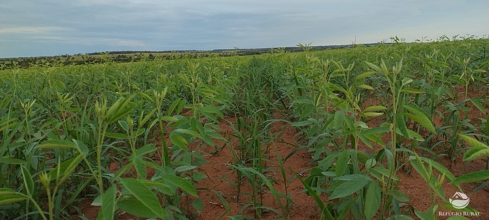 Fazenda à venda com 2 quartos, 17020000m² - Foto 5