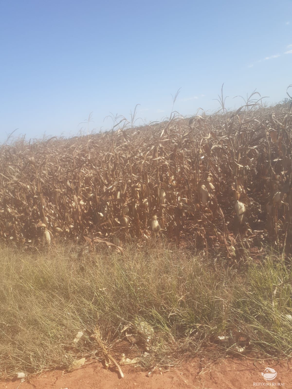 Fazenda para alugar com 3 quartos, 15000000m² - Foto 2