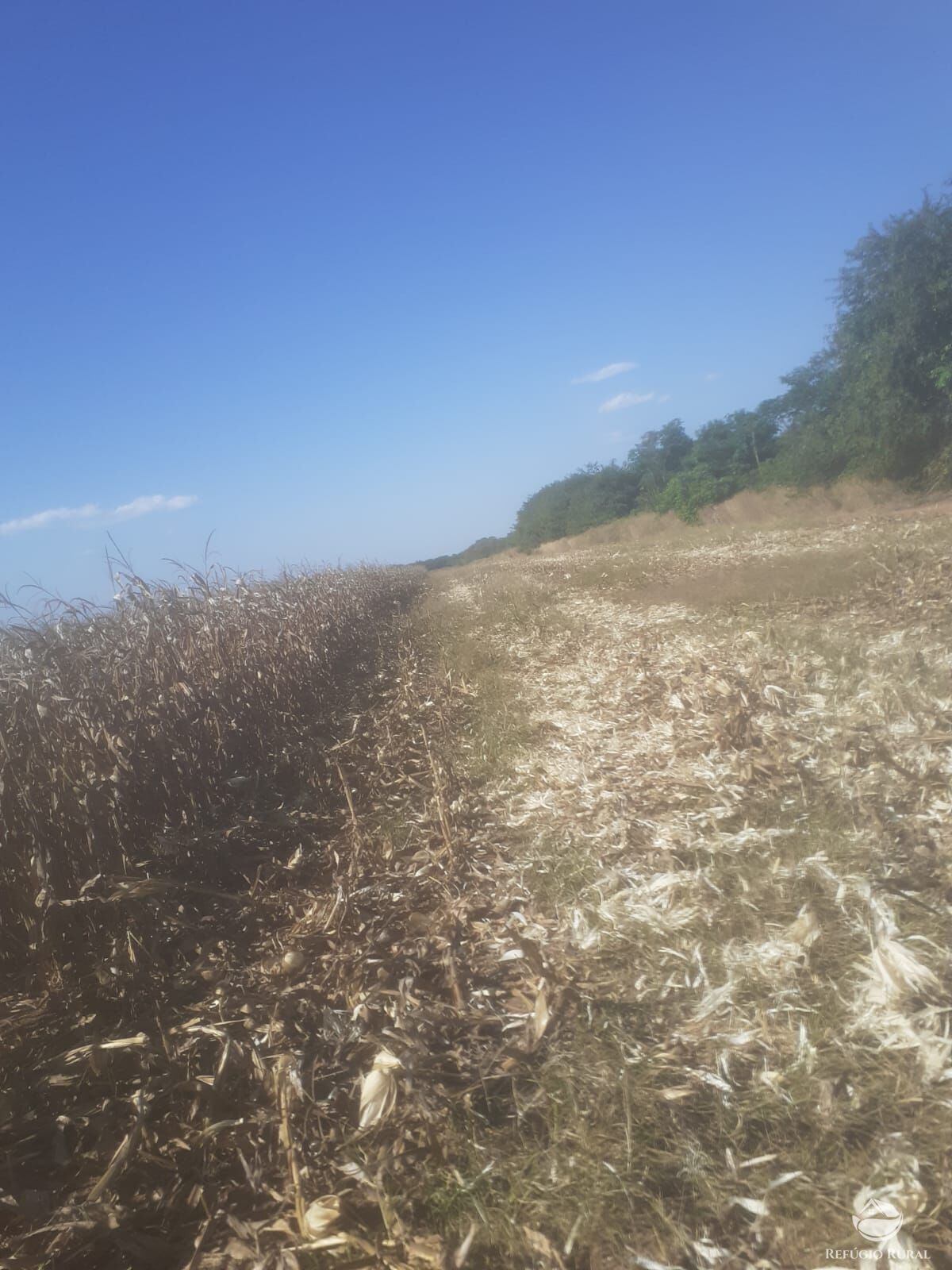 Fazenda para alugar com 3 quartos, 15000000m² - Foto 3