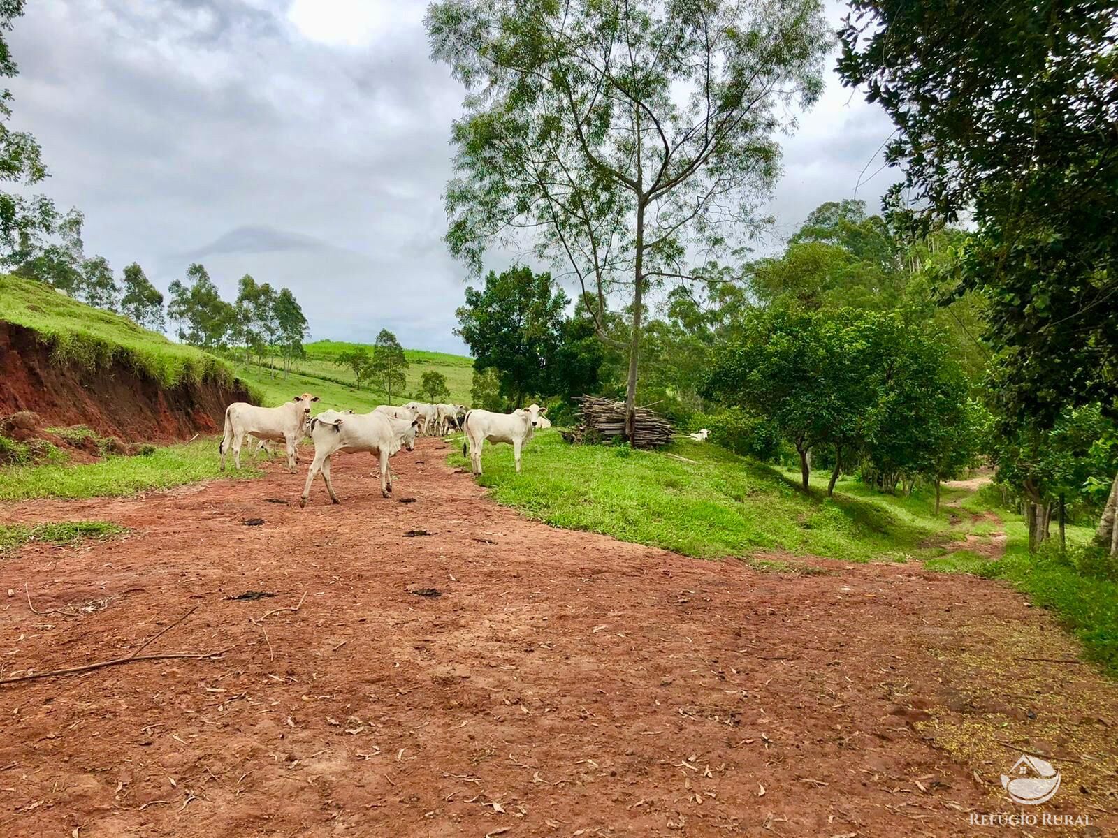 Fazenda à venda com 11 quartos, 1718200m² - Foto 40