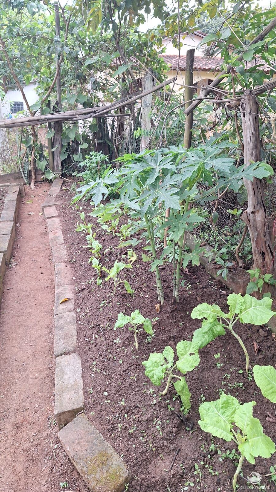 Sítio, 3 quartos, 4 hectares - Foto 23