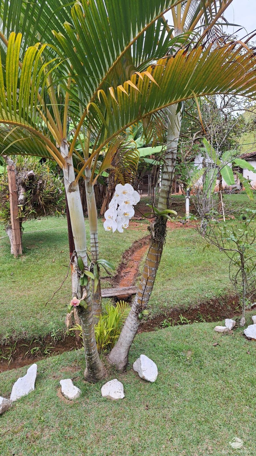 Sítio, 3 quartos, 4 hectares - Foto 29