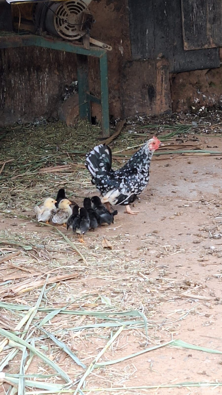 Sítio, 3 quartos, 4 hectares - Foto 27