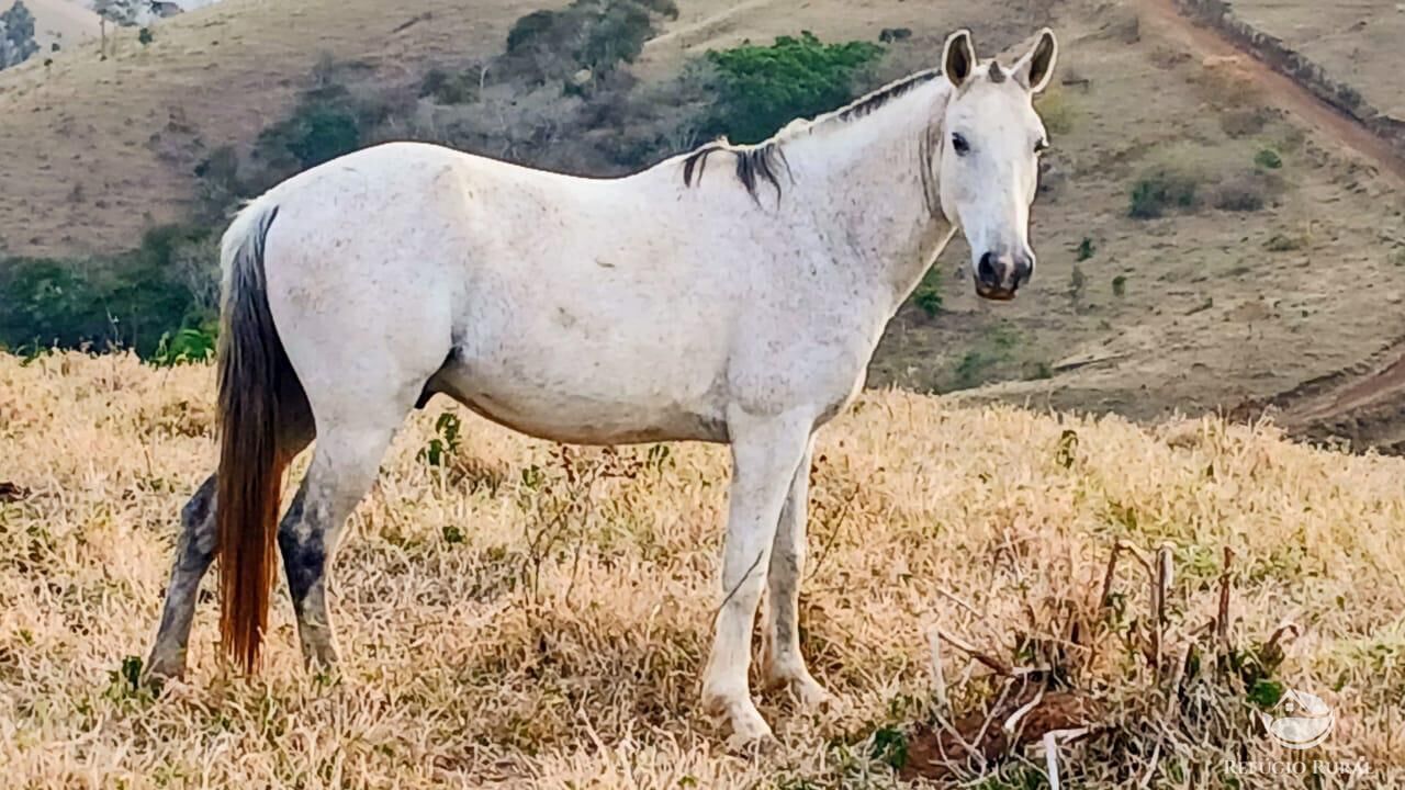 Terreno, 5 hectares - Foto 10