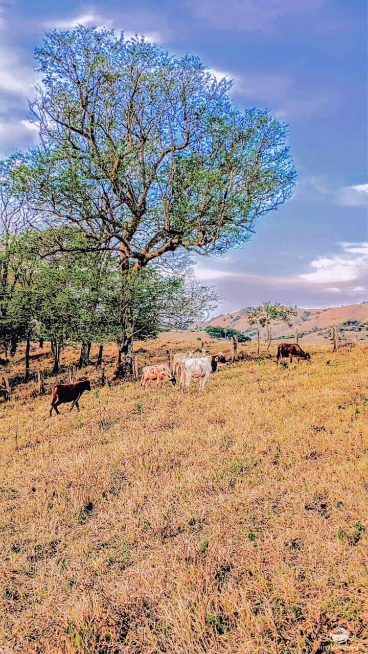 Terreno, 5 hectares - Foto 9