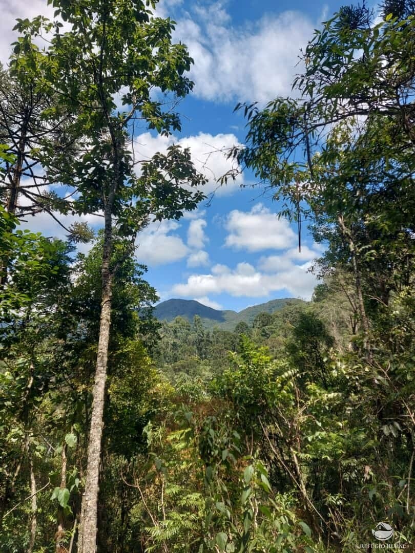 Fazenda à venda com 3 quartos, 83000m² - Foto 4