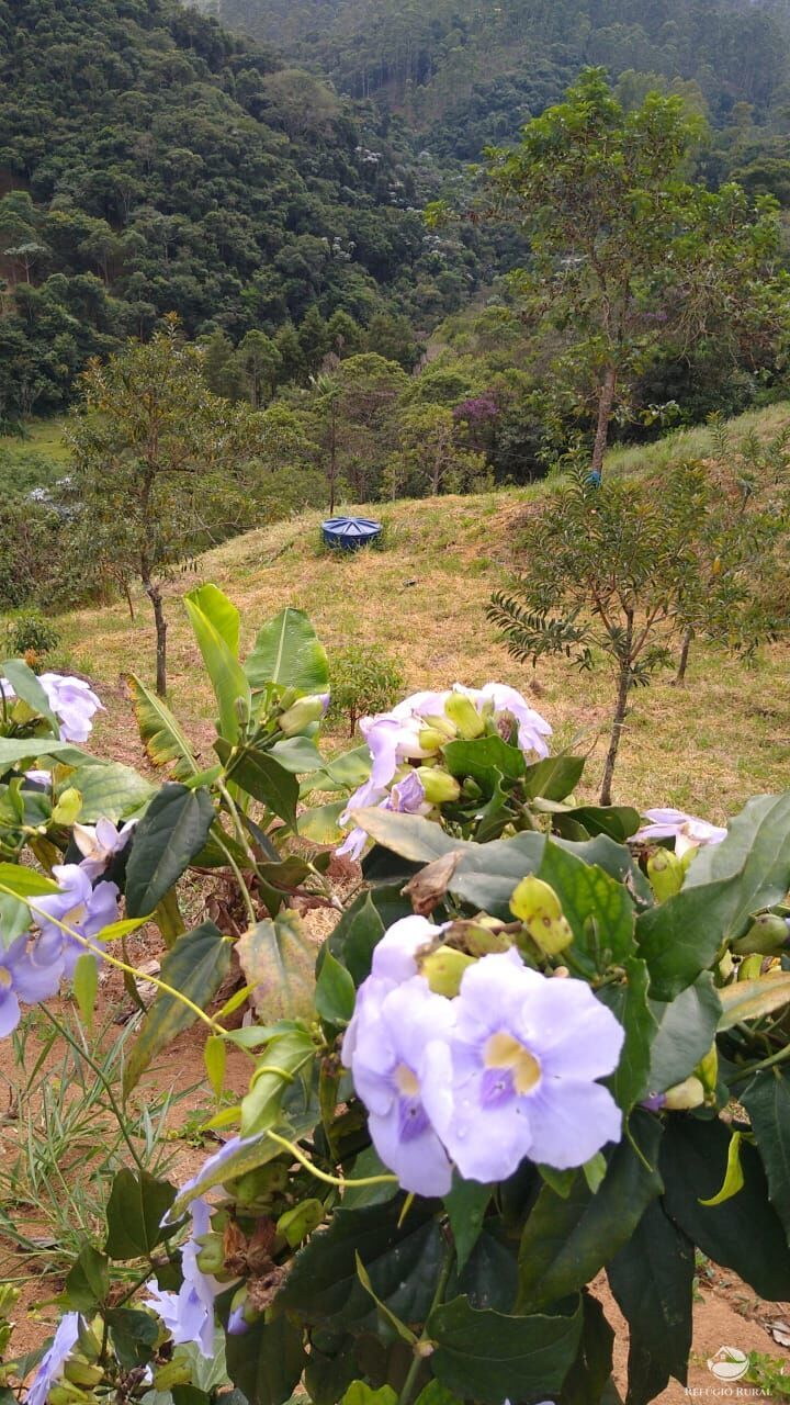 Fazenda à venda com 4 quartos, 28000m² - Foto 35