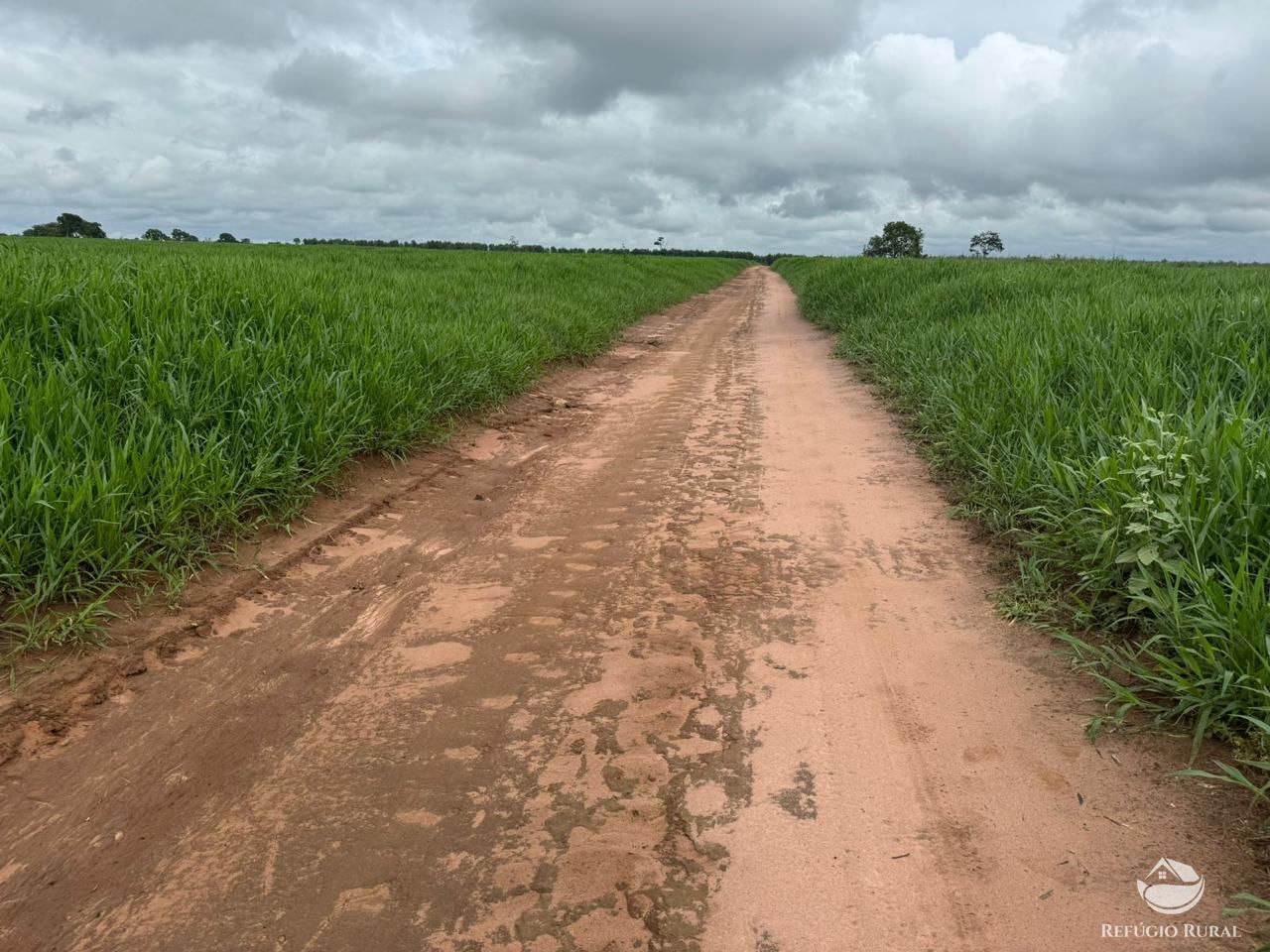 Fazenda, 3030 hectares - Foto 5