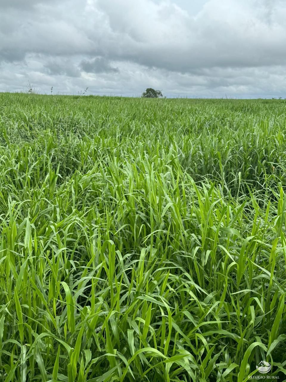 Fazenda, 3030 hectares - Foto 6