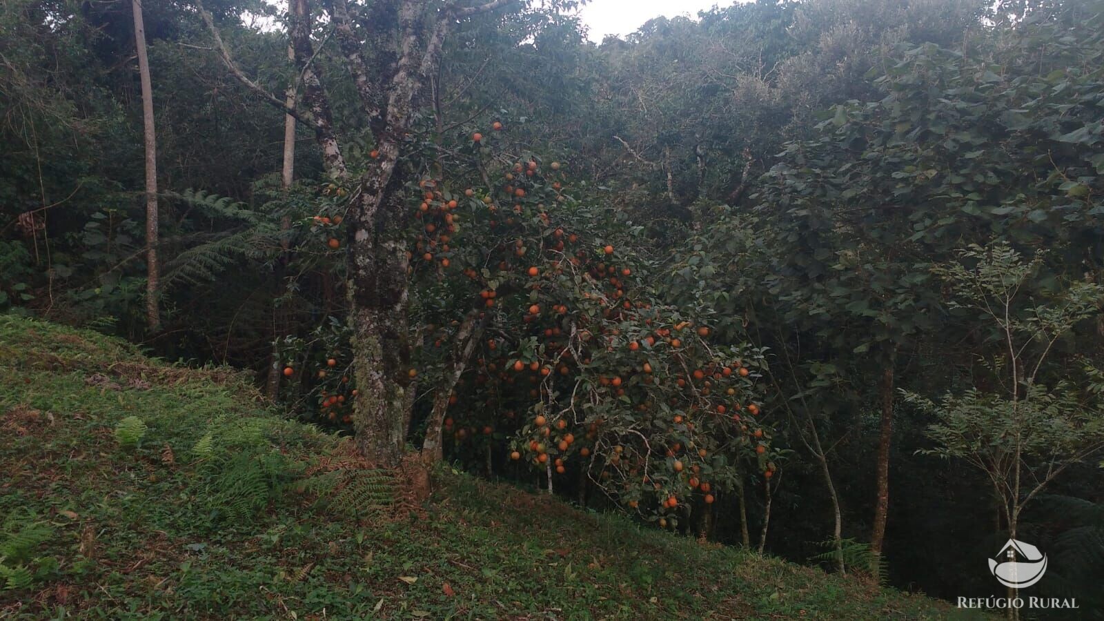 Fazenda à venda com 2 quartos, 57800m² - Foto 11