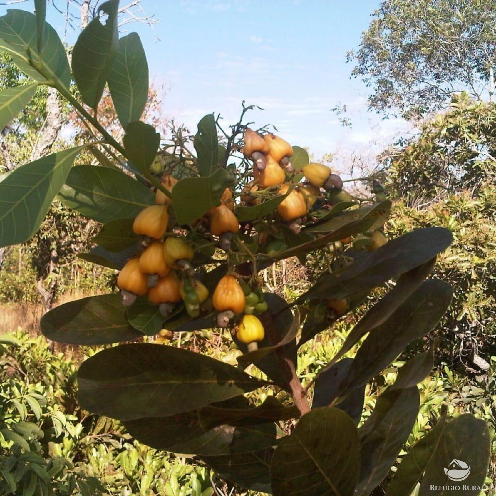 Fazenda à venda com 1 quarto, 51180000m² - Foto 4