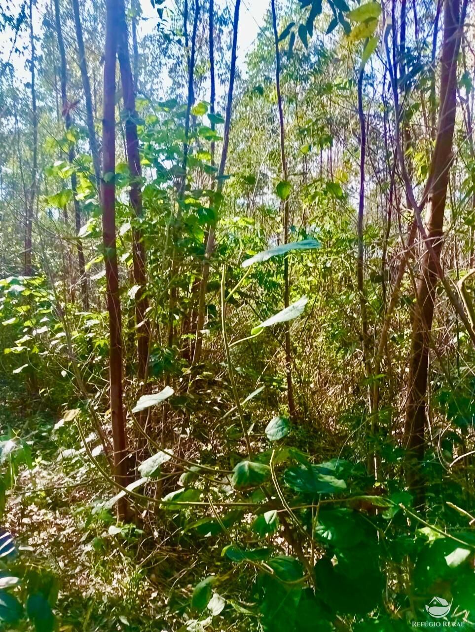 Sítio, 1 quarto, 8 hectares - Foto 9