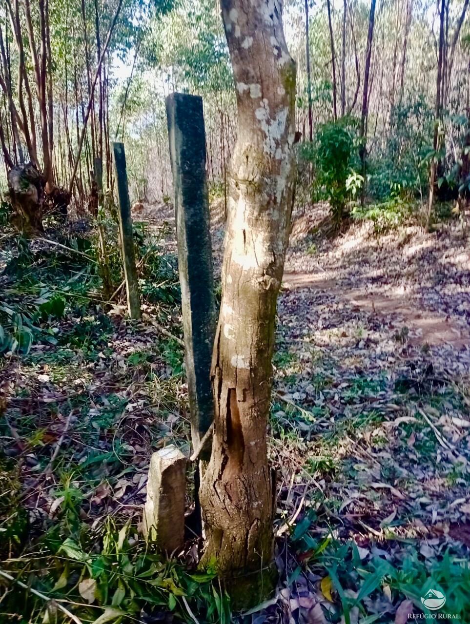 Sítio, 1 quarto, 8 hectares - Foto 12