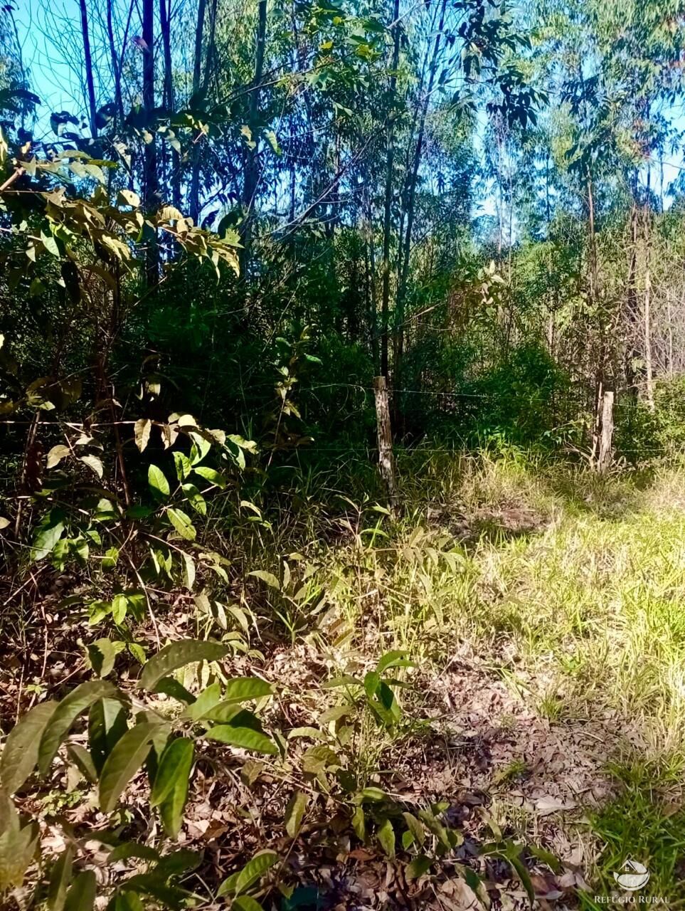 Sítio, 1 quarto, 8 hectares - Foto 7