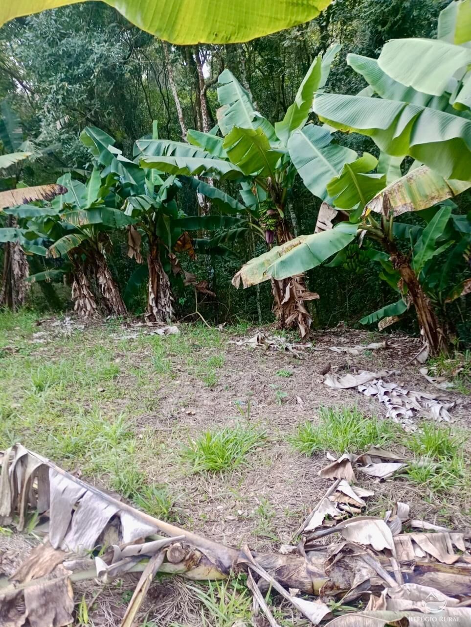 Sítio, 1 quarto, 8 hectares - Foto 21