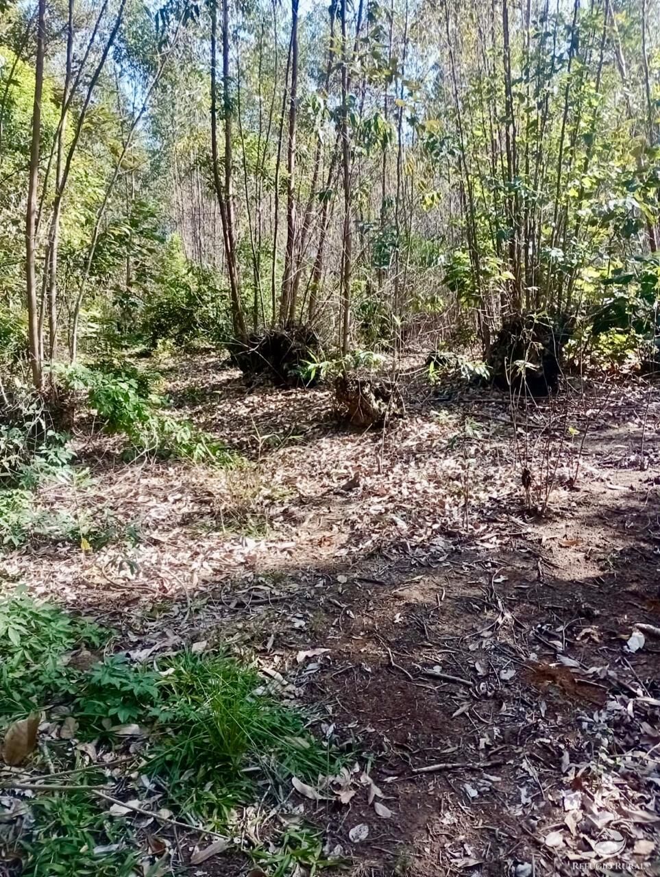 Sítio, 1 quarto, 8 hectares - Foto 19