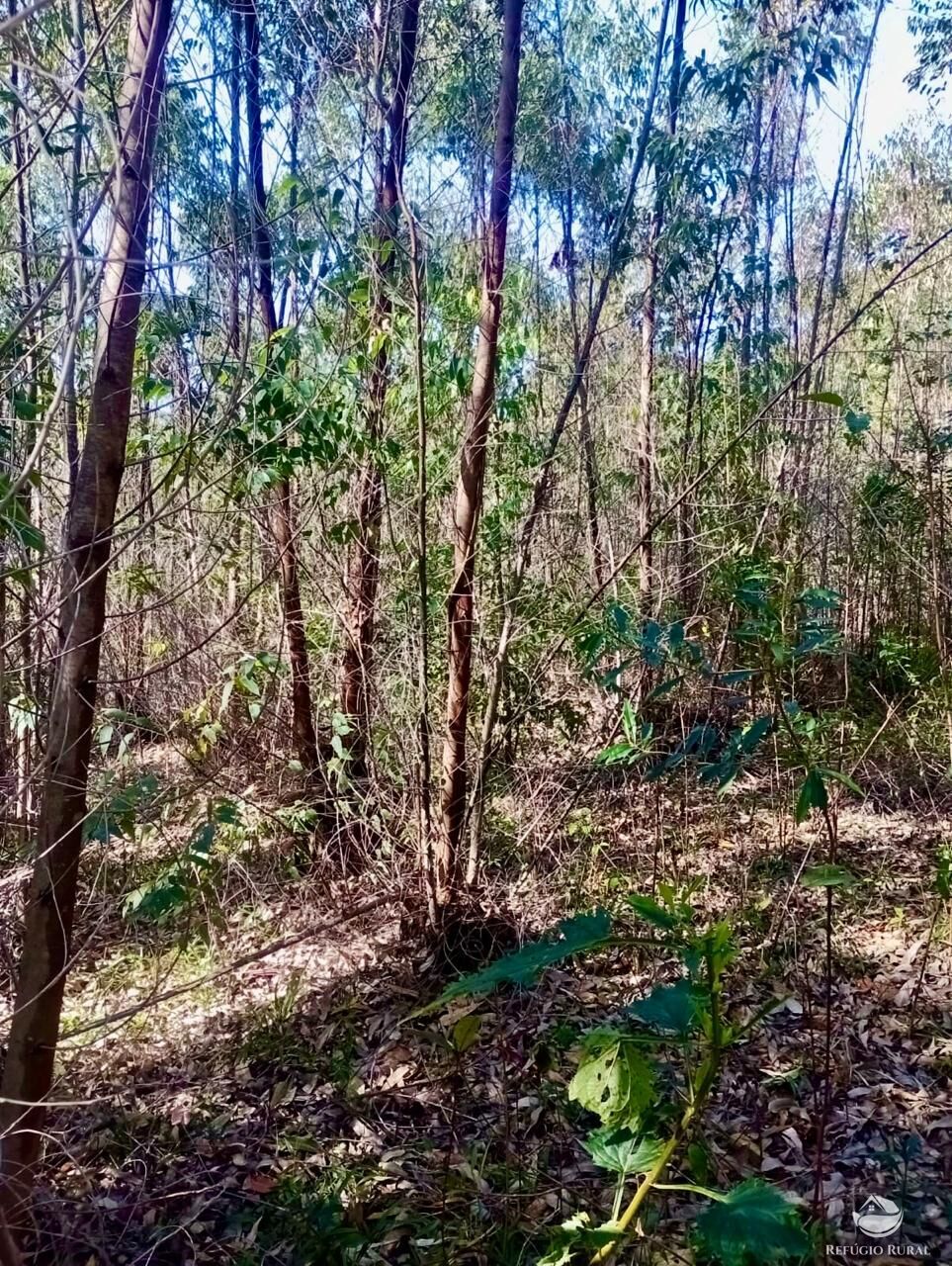 Sítio, 1 quarto, 8 hectares - Foto 23