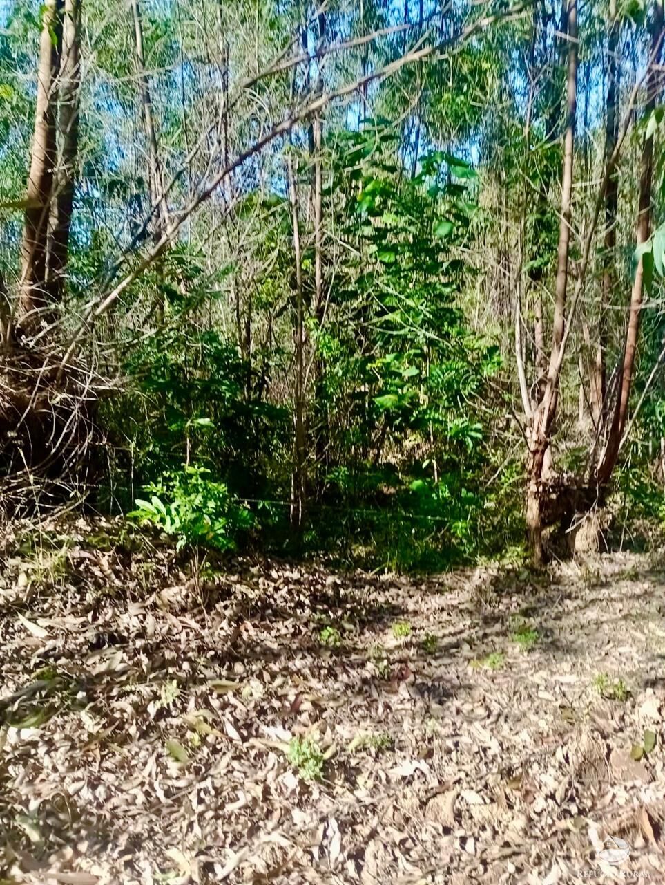 Sítio, 1 quarto, 8 hectares - Foto 10