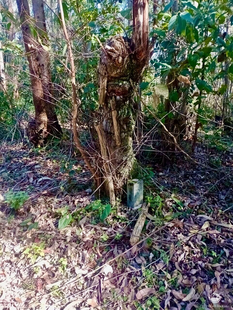 Sítio, 1 quarto, 8 hectares - Foto 8