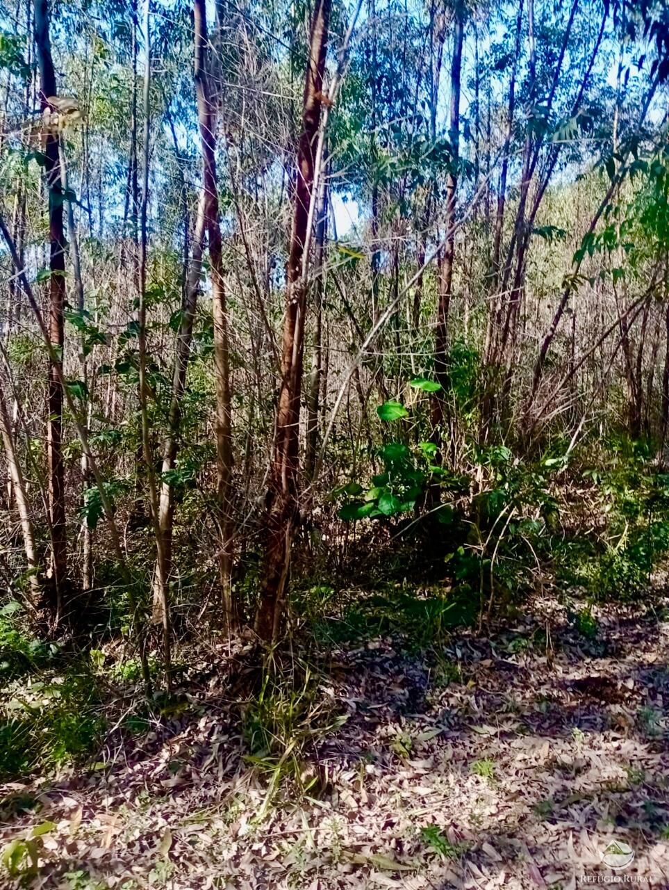 Sítio, 1 quarto, 8 hectares - Foto 6