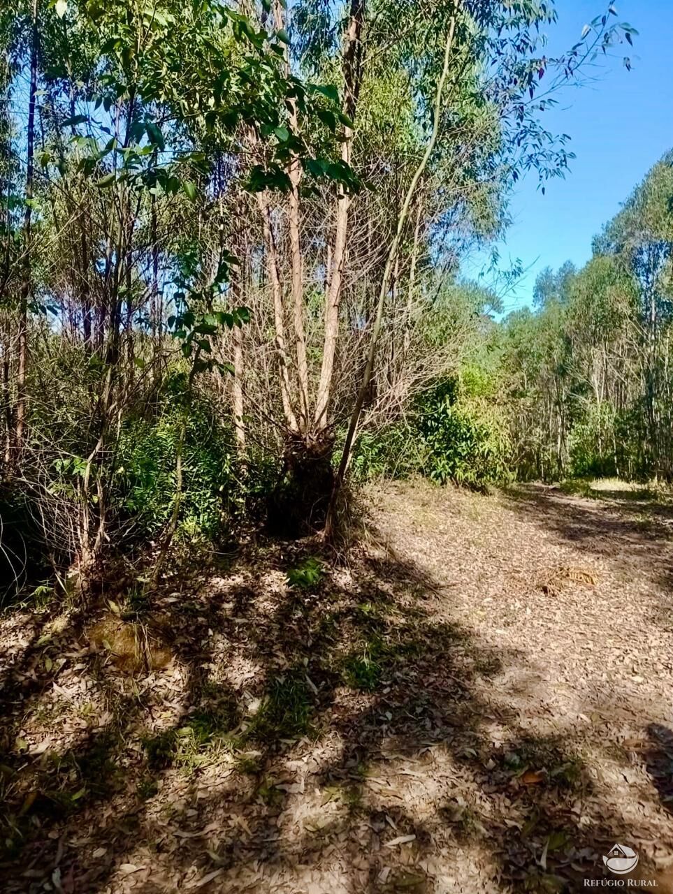 Sítio, 1 quarto, 8 hectares - Foto 11